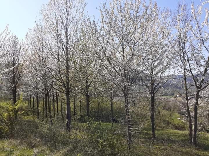 Ai Boschi Lägenhet Ozzano dell'Emilia Exteriör bild