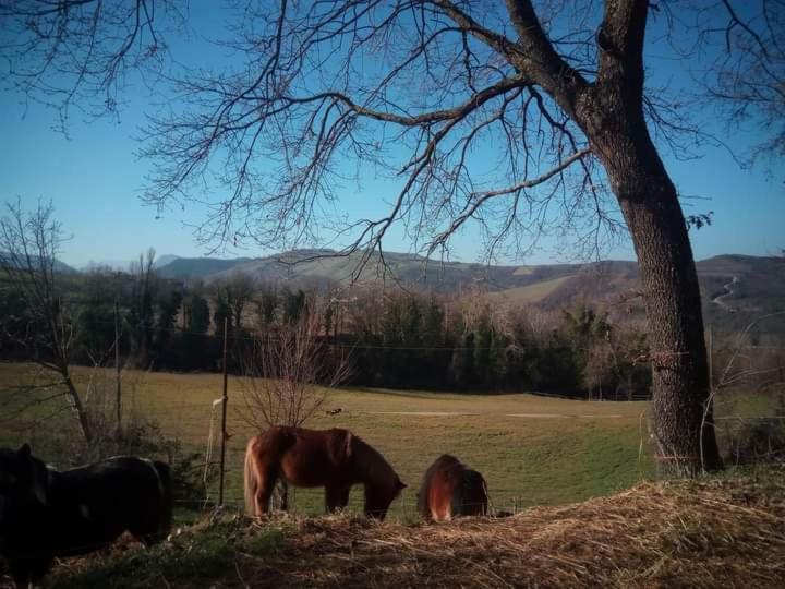 Ai Boschi Lägenhet Ozzano dell'Emilia Exteriör bild